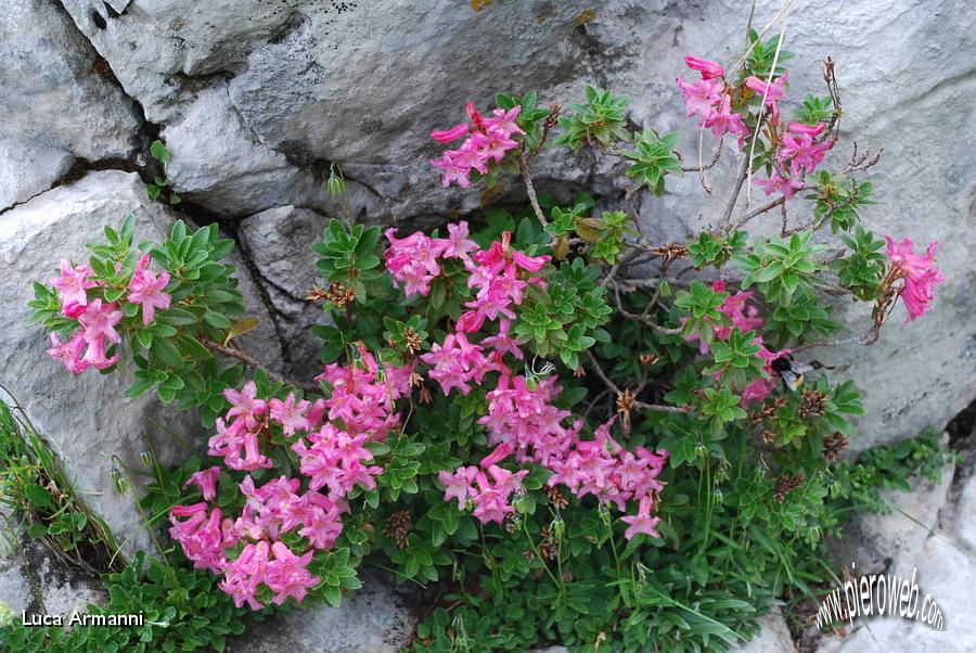 45 Rododendri... splendidi colori delicati.JPG